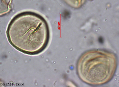 ISEM 1/Torreya_nucifera_60345/Torreya_nucifera_60345_0001(copy)_thumb.jpg